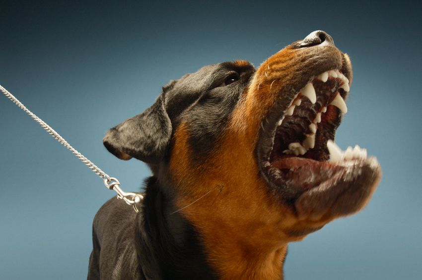 Vicious Dog