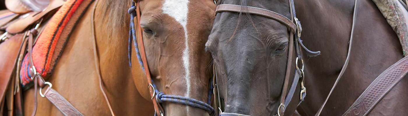 Horseback Riding and Trail Ride Injuries